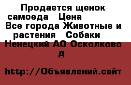 Продается щенок самоеда › Цена ­ 15 000 - Все города Животные и растения » Собаки   . Ненецкий АО,Осколково д.